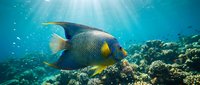 French angelfish swimming near coral reef in tropical ocean waters with sunlight filtering through blue sea.