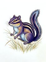 Illustrated chipmunk with purple and gold coloring, striped tail, and detailed fur texture sitting among dried grass on isolated white background for design projects.