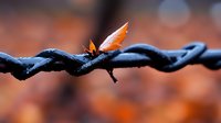 Orange autumn leaf caught on rusty barbed wire fence against blurred fall background, creating contrast between nature and man-made barriers.
