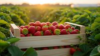 Fresh ripe strawberries in wooden crate at sunset strawberry field. Organic berry harvest agriculture farming concept for healthy food packaging.