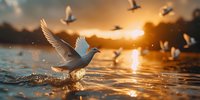 Seagull taking flight from water surface at golden sunset, creating splashes. Dramatic panoramic nature scene with birds silhouettes against orange sky and sun reflection on rippled water surface.