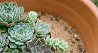Small succulent plants growing in terracotta pot with decorative pebbles for indoor gardening and home decoration projects.