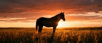 Horse silhouette standing in golden wheat field during dramatic sunset with orange and red sky clouds creating peaceful countryside landscape scene.