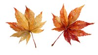 Watercolor autumn maple leaves in golden yellow and deep red hues on white background, isolated for seasonal design projects.