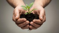 Hands protecting young green plant seedling growing from soil symbolizing environmental care, growth, sustainability and new life concept.