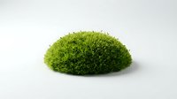Vibrant green moss ball isolated on white background, perfect for botanical designs, nature graphics, and eco-friendly projects.