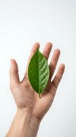 Human hand holding fresh green leaf with water droplets on white background for eco-friendly sustainability and environmental protection concepts.