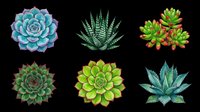 Succulent plants collection isolated on transparent background, ready for t-shirt design, clipart, stickers, print-on-demand products and sublimation projects.