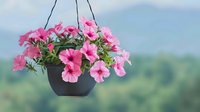 Pink petunias blooming in hanging basket against blurred natural landscape background for garden decoration and outdoor living spaces.