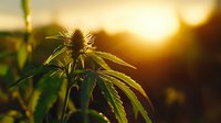 Cannabis plant silhouette against golden sunset sky, backlit marijuana leaves and flower bud in warm evening light, natural outdoor cultivation scene.