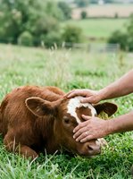 Farmer's hands gently petting brown and white calf lying in green pasture with rural countryside landscape and farm fields in soft focus background.