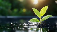 Young green plant sprout growing from water with water drops and sun flare, environmental concept showing growth, life, and nature conservation.