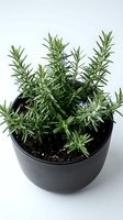Fresh rosemary herb plant growing in black ceramic pot with soil, aromatic culinary ingredient for cooking and seasoning isolated on white background.