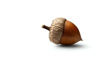 Single brown acorn with detailed textured cap isolated on white background, casting soft shadow. Natural autumn element for seasonal designs.