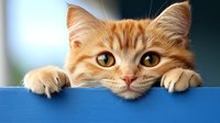Curious ginger cat peeking over blue surface with paws visible, showing playful expression with big amber eyes and fluffy fur against blurred background.