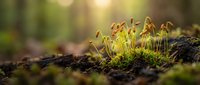 Small green moss sprouting from dark soil in warm sunlight with natural bokeh background creating peaceful forest floor scene for nature and growth concepts.