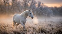 White horse standing in frost-covered field at dawn, surrounded by bare trees and misty atmosphere. Suitable for equestrian, nature, and seasonal marketing materials.