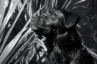 Black Labrador retriever in dramatic monochrome portrait among tall grass, looking upward with alert expression and detailed fur texture captured in natural light.