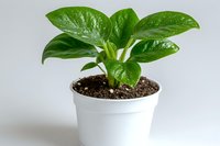 Young Pothos plant with glossy green leaves growing in white ceramic pot against light background, isolated houseplant for interior decoration and gardening.