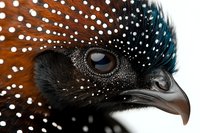 Close-up macro shot of spotted guinea fowl head showing detailed feather pattern, dark eye, and curved beak against dark background, highlighting natural texture.