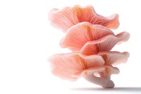 Pink oyster mushrooms cluster on white background, delicate gills and ruffled edges create organic texture and form, isolated for culinary and nature designs.