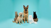 Group of domestic pets sitting together on turquoise background including German Shepherd dog, golden retriever puppy, tabby cat, white cat and black cat.