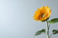 Single bright yellow sunflower with green leaves against light gray background, minimalist composition showing natural beauty and simplicity in floral photography.