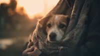 Adorable small dog wrapped in cozy blanket during golden hour sunset, creating warm intimate moment of pet care and comfort at home.