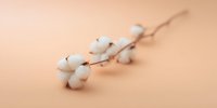 Natural cotton branch with fluffy white bolls on peach colored background, minimalist composition showing raw organic material in soft lighting.