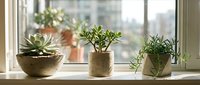 Three potted succulent plants arranged on bright windowsill with natural sunlight streaming through glass window creating peaceful indoor garden atmosphere.
