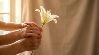 Gentle hands holding white lily flower in warm sunlight streaming through window creating peaceful moment of care and tenderness in soft natural lighting.