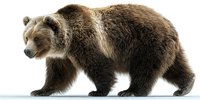 Majestic brown grizzly bear walking in profile view against white background, showcasing powerful build and thick fur coat for wildlife conservation awareness.