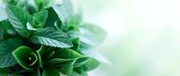 Fresh mint leaves with water droplets on blurred green background, suitable for culinary, wellness, and beverage design projects.