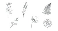 Botanical line art collection featuring rose, lavender, fern, wildflowers and daisy isolated on white background, ready for design projects.