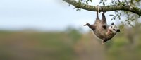 Three-toed sloth hanging upside down from tree branch in natural rainforest habitat displaying typical slow movement behavior in wildlife setting.