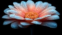 Macro shot of coral gerbera daisy flower with water drops on petals against black background. Delicate dew sparkles on blue-tinted petals creating magical garden atmosphere.