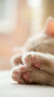 Adorable kitten paws with pink pads resting on soft surface in warm natural light creating cozy peaceful atmosphere for pet care and animal wellness content.