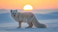 Arctic fox standing on snow during golden sunset with warm orange sky creating peaceful winter wildlife scene in polar landscape.