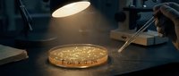Laboratory petri dish with bacterial colonies under microscope light for medical research and scientific analysis in modern lab setting.