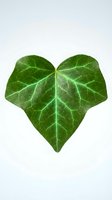 Heart-shaped green leaf with visible veins isolated on white background, suitable for botanical designs, nature graphics, wellness branding and eco-friendly projects.
