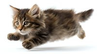 Playful Maine Coon kitten jumping and running on white background, fluffy brown tabby fur and alert expression, isolated cutout for commercial design use.