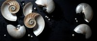 Nautilus shells scattered on dark marble surface with pearls creating elegant marine composition for luxury design and natural history themes.