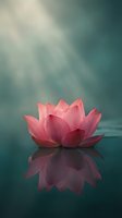 Pink lotus flower floating on calm water with soft sunlight rays creating peaceful zen atmosphere for meditation and spiritual wellness concepts.