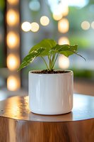 Young monstera plant in white ceramic pot against soft bokeh lights background, creating cozy home atmosphere on wooden surface.