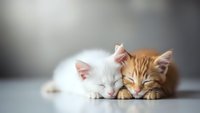 Two adorable kittens sleeping peacefully together on white surface, orange tabby and white fluffy cat cuddling in cozy domestic setting for pet care content.