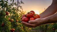 Farmer hands holding fresh ripe red tomatoes at sunset in organic vegetable garden. Agricultural harvest concept for healthy food production and farming.