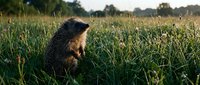 Cute groundhog sitting in green grass field during golden hour sunset with soft natural lighting and blurred background for wildlife photography.