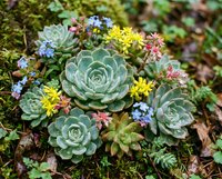 Colorful succulent garden arrangement with green rosettes, yellow and pink flowering plants, and small blue blooms creating natural outdoor landscape composition.