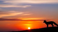 Wolf silhouette against dramatic sunset sky with orange and purple clouds over mountain landscape creating peaceful wilderness scene.