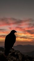 Majestic eagle silhouette perched on rocky cliff against dramatic sunset sky with orange and pink clouds over mountain landscape for wildlife photography.
